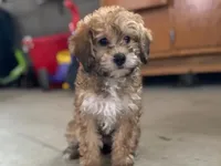 Deloris, a female Cavalier King Charles Spaniel and Poodle - Miniature  for sale in Coshocton, OH – Photo 3 of 3
