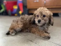 Deloris, a female Cavalier King Charles Spaniel and Poodle - Miniature  for sale in Coshocton, OH – Photo 1 of 3