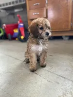 Deloris, a female Cavalier King Charles Spaniel and Poodle - Miniature  for sale in Coshocton, OH – Photo 2 of 3