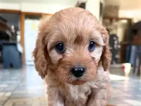 Rusty, a male Cavalier King Charles Spaniel and Poodle - Toy  for sale in Coshocton, OH – Photo 2 of 2