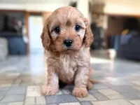 Rusty, a male Cavalier King Charles Spaniel and Poodle - Toy  for sale in Coshocton, OH – Photo 1 of 2