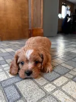 Rocket, a male Cavalier King Charles Spaniel and Poodle - Toy  for sale in Coshocton, OH – Photo 2 of 3