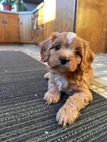Rocket, a male Cavalier King Charles Spaniel and Poodle - Toy  for sale in Coshocton, OH – Photo 3 of 3