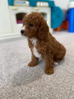 Leo, a male Cavalier King Charles Spaniel and Poodle - Miniature  for sale in Coshocton, OH – Photo 3 of 4