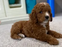 Leo, a male Cavalier King Charles Spaniel and Poodle - Miniature  for sale in Coshocton, OH – Photo 1 of 4