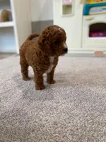 Leo, a male Cavalier King Charles Spaniel and Poodle - Miniature  for sale in Coshocton, OH – Photo 2 of 4