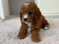 Leo, a male Cavalier King Charles Spaniel and Poodle - Miniature  for sale in Coshocton, OH – Photo 4 of 4