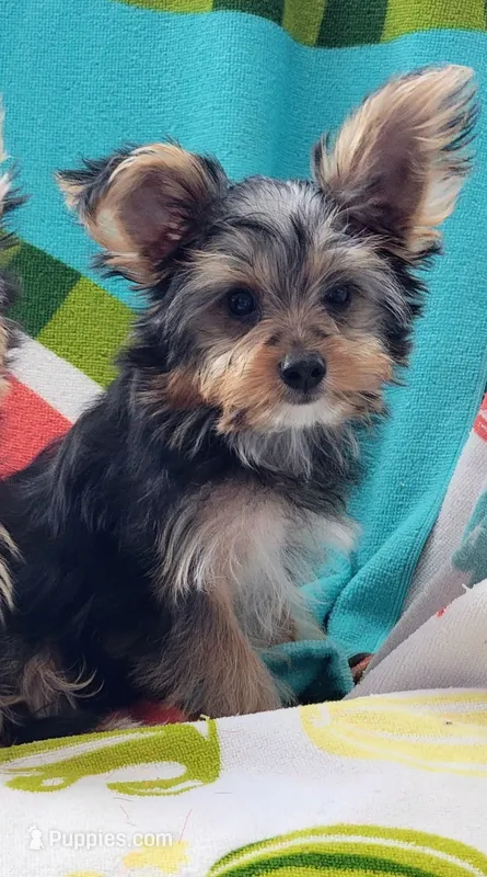 Biggie  – Yorkshire Terrier puppy for sale in Sacramento, CA