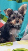 Biggie , a male Yorkshire Terrier for sale in Sacramento, CA – 1 of 1