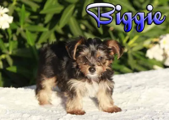 Biggie  – Yorkshire Terrier puppy for sale in Sacramento, CA