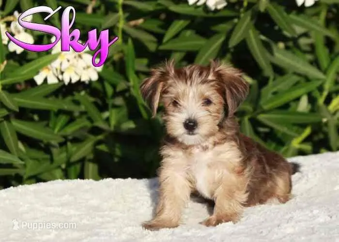 Sky – Yorkshire Terrier puppy for sale in Sacramento, CA