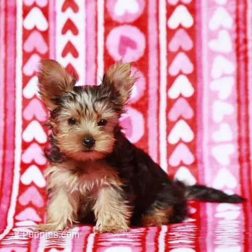 Queen – Yorkshire Terrier puppy for sale in Sacramento, CA
