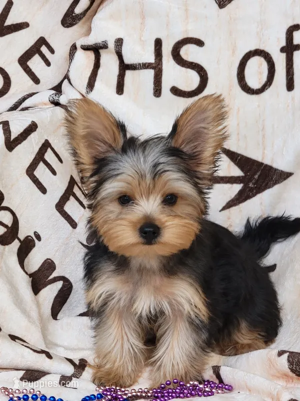 Queen – Yorkshire Terrier puppy for sale in Sacramento, CA