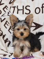 Queen, a female Yorkshire Terrier for sale in Sacramento, CA – 1 of 1