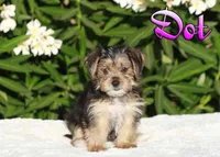 Dot, a female Yorkshire Terrier for sale in Sacramento, CA – 1 of 1