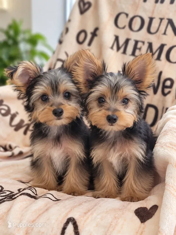 Biggie  – Yorkshire Terrier puppy for sale in Sacramento, CA
