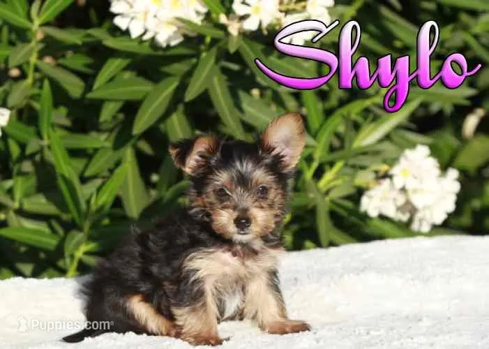 Shylo – Yorkshire Terrier puppy for sale in Sacramento, CA