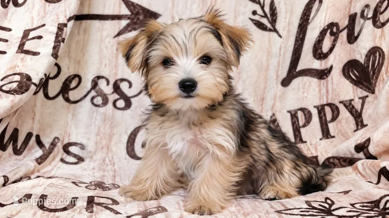 Sky – Yorkshire Terrier puppy for sale in Sacramento, CA