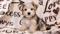 Sky, a female Yorkshire Terrier for sale in Sacramento, CA – 1 of 1