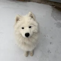 Koda, a male Samoyed for sale in River Oaks, TX – Photo 1 of 7