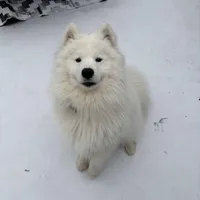 Koda, a male Samoyed for sale in River Oaks, TX – Photo 2 of 7