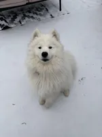 Koda, a male Samoyed for sale in River Oaks, TX – Photo 2 of 7