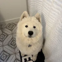 Koda, a male Samoyed for sale in River Oaks, TX – Photo 3 of 7