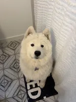 Koda, a male Samoyed for sale in River Oaks, TX – Photo 3 of 7