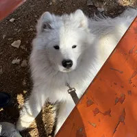 Koda, a male Samoyed for sale in River Oaks, TX – Photo 4 of 7