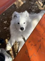 Koda, a male Samoyed for sale in River Oaks, TX – Photo 4 of 7