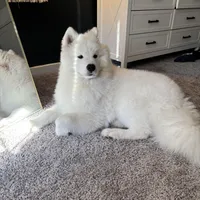 Koda, a male Samoyed for sale in River Oaks, TX – Photo 7 of 7