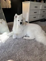 Koda, a male Samoyed for sale in River Oaks, TX – Photo 7 of 7