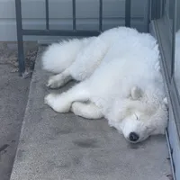 Koda, a male Samoyed for sale in River Oaks, TX – Photo 6 of 7