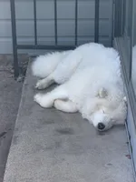 Koda, a male Samoyed for sale in River Oaks, TX – Photo 6 of 7