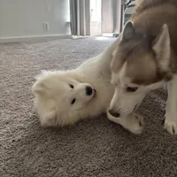 Koda, a male Samoyed for sale in River Oaks, TX – Photo 5 of 7