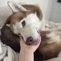 Blu, a male Siberian Husky for sale in River Oaks, TX – Photo 7 of 9