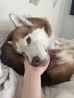 Blu, a male Siberian Husky for sale in River Oaks, TX – Photo 7 of 9