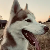 Blu, a male Siberian Husky for sale in River Oaks, TX – Photo 3 of 9