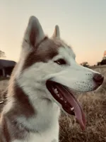Blu, a male Siberian Husky for sale in River Oaks, TX – Photo 3 of 9