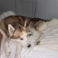 Blu, a male Siberian Husky for sale in River Oaks, TX – Photo 4 of 9