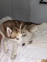 Blu, a male Siberian Husky for sale in River Oaks, TX – Photo 4 of 9