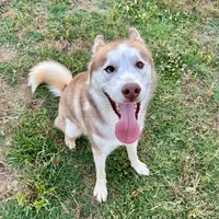 Blu, a male Siberian Husky for sale in River Oaks, TX – Photo 9 of 9