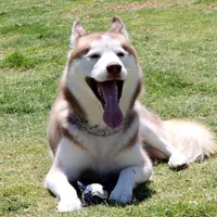 Blu, a male Siberian Husky for sale in River Oaks, TX – Photo 2 of 9