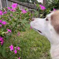 Blu, a male Siberian Husky for sale in River Oaks, TX – Photo 8 of 9