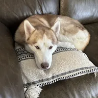 Blu, a male Siberian Husky for sale in River Oaks, TX – Photo 6 of 9