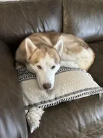 Blu, a male Siberian Husky for sale in River Oaks, TX – Photo 6 of 9