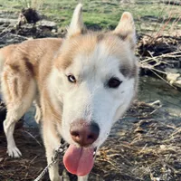 Blu, a male Siberian Husky for sale in River Oaks, TX – Photo 5 of 9