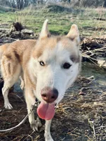 Blu, a male Siberian Husky for sale in River Oaks, TX – Photo 5 of 9