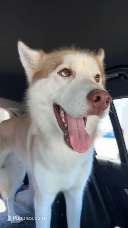 Blu, a male Siberian Husky for sale in River Oaks, TX – Photo 1 of 9