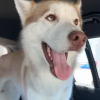 Blu, a male Siberian Husky for sale in River Oaks, TX – Photo 1 of 9